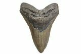 Fossil Megalodon Tooth - North Carolina #380141-1